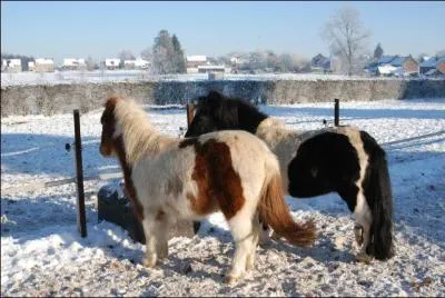 Quel ge peut atteindre un shetland ?