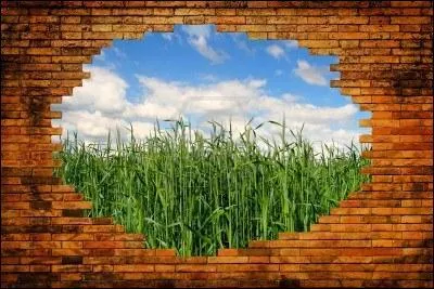 Un robot a t invent pour faire des trous et pour y mettre des graines :