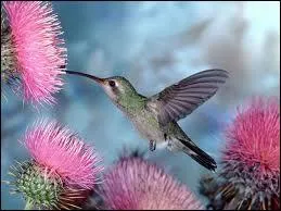 Que voyez-vous sur cette photo ?