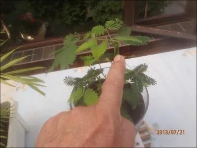 Quelle plante peut se rtracter lorsque vous la touchez ?