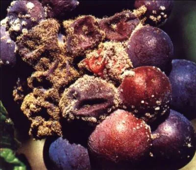 En 1364, Jean Rayne, cet chevin, commerant grainetier, fut l'une des premires victimes du systme judiciaire franais, il fut condamn  ...