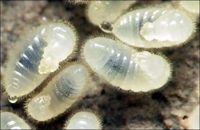 Quelle espce animale peut pratiquer l'esclavagisme ?