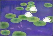 Sur l'eau ... des nnuphars.