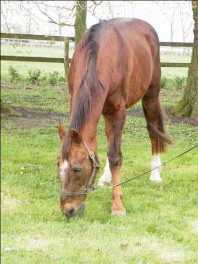 Quelle tait sa robe ?