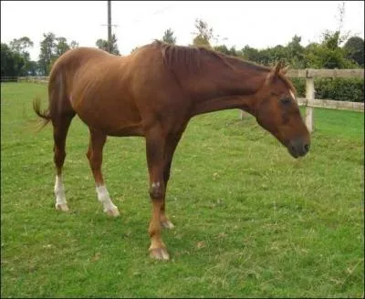 Comment le surnommait-on ?