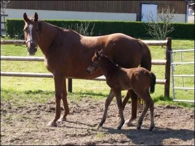 Qui tait sa mre ? (sur la photo c'est Ourasi et sa mre)
