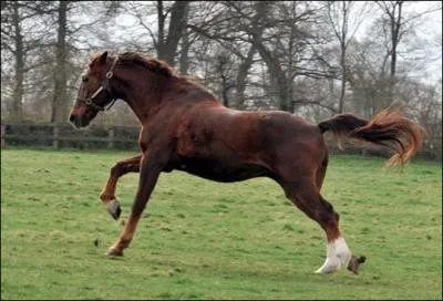 Comment taient les anctres d'Ourasi ?