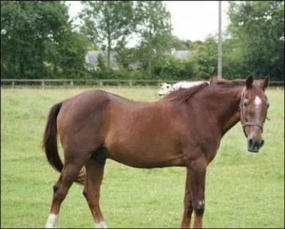 Quel tait son pays de naissance ?