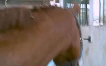 Quiz Galop 1