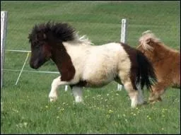 Quelle est la catgorie de cet quid ?