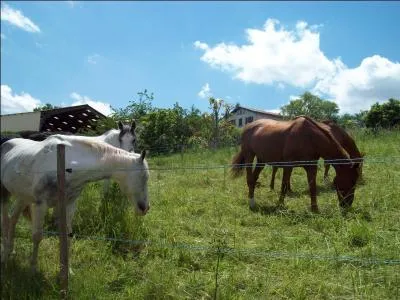 Qu'est-ce que l'instinct grgaire ?