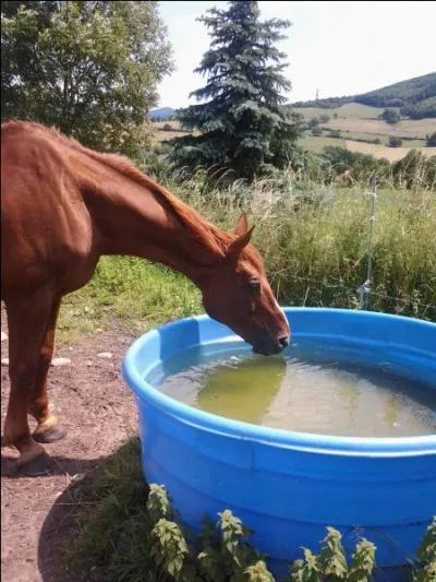 Quels sont les facteurs dterminant la quantit d'eau  boire ?