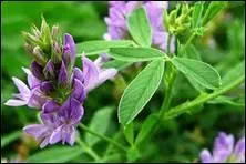 A quelle catgorie de nourriture appartiennent les aliments suivants, luzerne, trfle ?