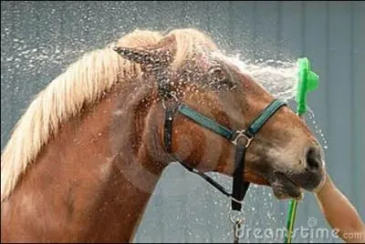 Quels rles remplit une bonne douche ?