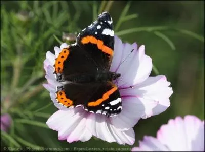 Je porte le nom d'un dieu mythologique, vous trouverez donc mon nom ________.