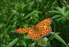 Je suis fort en maths, je suis le ________.