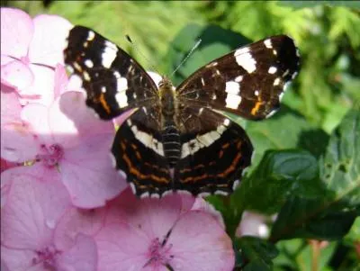 Et moi je suis fort en go, je suis une ________.