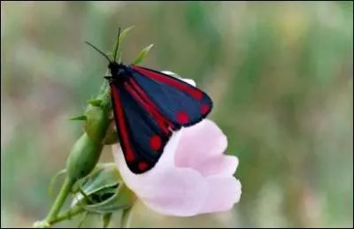 Je suis une goutte de ____________.