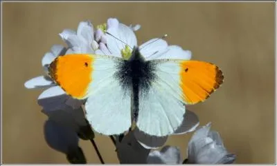 Je porte un trs beau prnom de fille, _________.