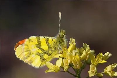 Je me nomme  L'Aurore __________.  
