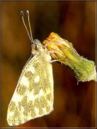 Je ne suis pas un marbr au chocolat, mais un Marbr de ______.