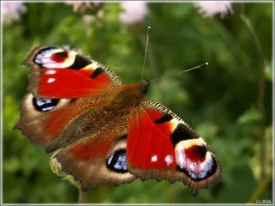 Je suis l'un des plus beaux, n'est-ce pas , qui suis-je ?