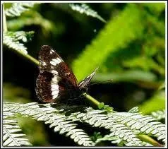 J'ai un prnom de garon, je suis un petit ______.