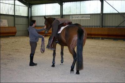 En quitation, qu'est-ce que signifie le terme de  dbourrage  ? 