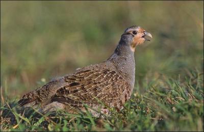  quelle catgorie de viandes appartient le gibier ?