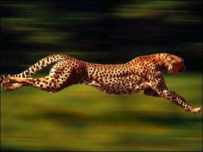 Combien de km/h, un gupard est-il capable d'atteindre sur une courte distance (vitesse maximale) ? 