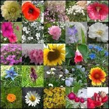 Quelle fleur est la vedette du 1er mai ? 