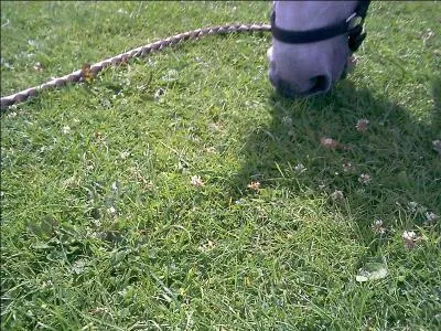 Est-il gourmand de pommes, de carottes et d'herbe frache ?