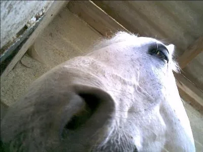 Comment dcririez-vous son caractre ?