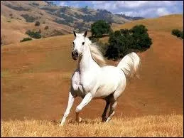 Le trot est une allure  combien de temps ?