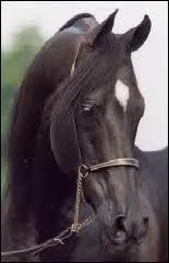 Le galop est une allure  combien de temps ?