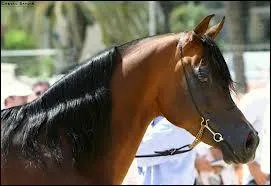 Quel est le mcanisme du pas ?