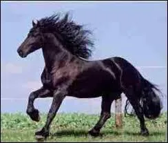 Quel est le mcanisme du trot ?