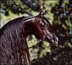 Quel est le mcanisme du galop  droite ?