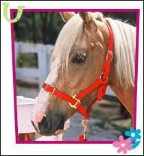 A qui appartient ce cheval ??