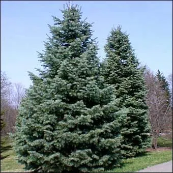 Qu'est-ce que le  sapin  symbolise le plus souvent ?