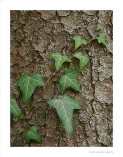 Le  lierre  figure souvent une valeur. Laquelle ?