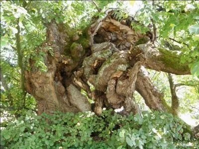 Quel concept est souvent associ   l'orme  ?