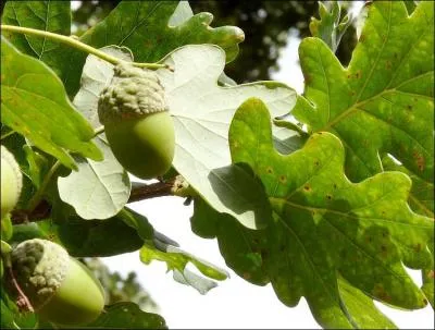 Le  chne  figure souvent une valeur. Laquelle ?