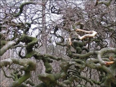 Prs de quelle ville vous promnerez-vous dans la fort de Verzy aux tranges htres tortillards (les faux) ?