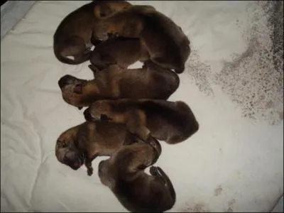 Combien de chiots pouvons-nous observer ?