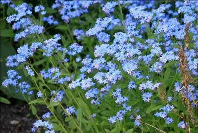 Quelle est cette petite fleur bleue ?