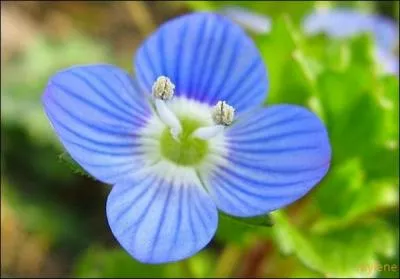 Cette jolie fleur est...