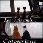 Quelle est l'esprance de vie d'un chat domestique ?