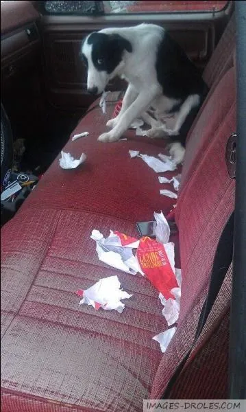 Combien de races de chien existe-t-il ?