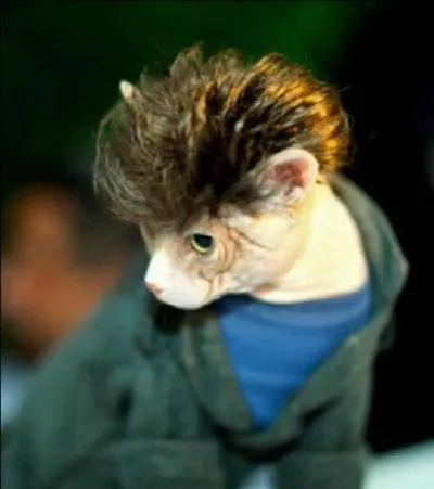 Le charisson est le petit d'un chat mle et d'un hrisson femelle !